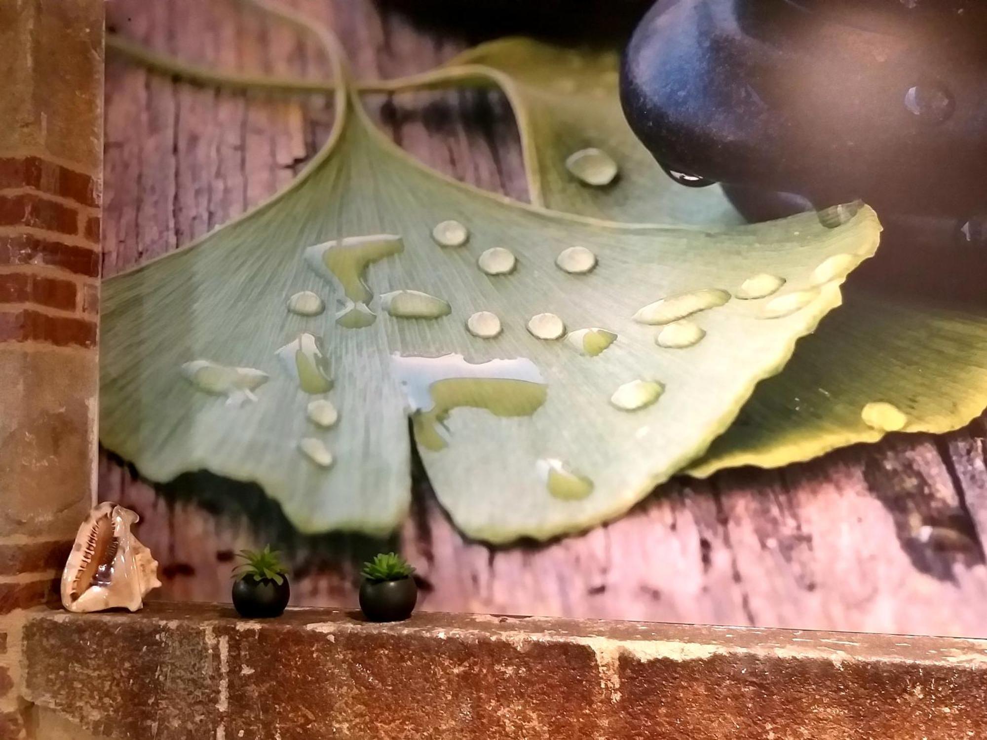 Ginkgo - Biloba